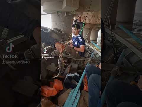  Hola gente Pesca en arroyo seco & el Pavón 