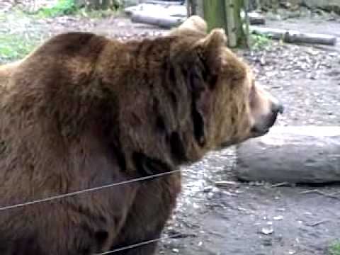 Berounští medvědi