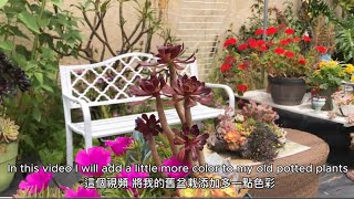 Relax music | #succulent arrangement慢下脚步￼去享受庭院带给我们的快乐! #多肉植物组盆 治愈生活 #植物乐园