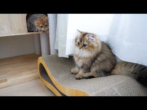 YouTube 썸네일