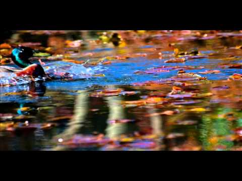 Robert Solheim - Still Life in Motion (Original Mix)