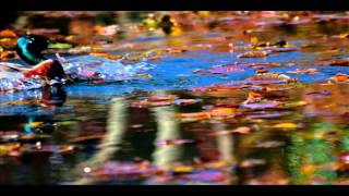 Robert Solheim - Still Life in Motion (Original Mix)