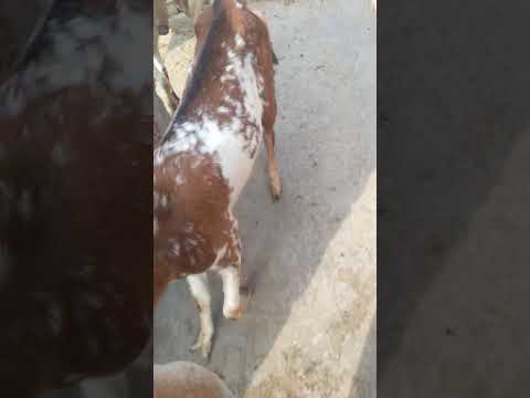 barrier ka baccha dog