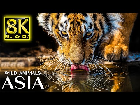 Majestic Wild Animals of Asia in 8K TV HDR 60FPS ULTRA HD - Relax Music with Real Nature Sounds