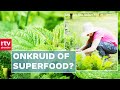 Wildplukken in eigen tuin: "veel 'onkruid' is eetbaar!" | ROEG! | RTV Drenthe