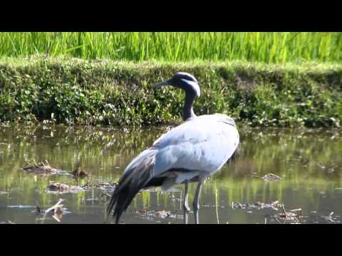 IUCN分類における絶滅の危険性を示す図。