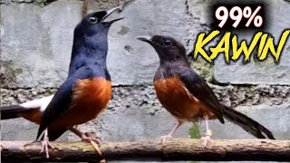 Download lagu 99%Tercepat Merangsang Birahi Murai Tak Kunjung Kawin||Pancingan Dan Terapi Suara Murai kawin Part60 mp3 Download lagu 99%Tercepat Merangsang Birahi Murai Tak Kunjung Kawin||Pancingan Dan Terapi Suara Murai kawin Part60 mp3