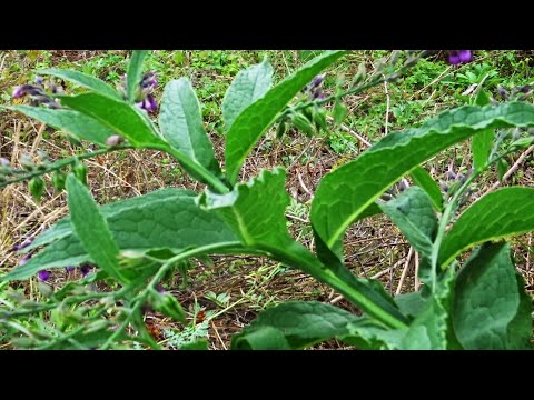 Glükózamin-kondroitin a legjobb gyártó