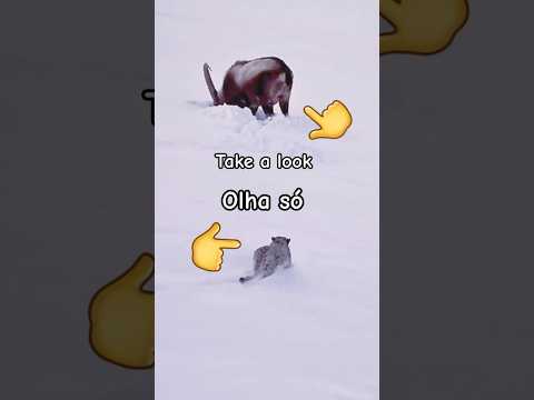 Momento Incrível na Neve Olha Só Isso! #wildlife #animals #leopard #anima #mountains #bigcat #nature