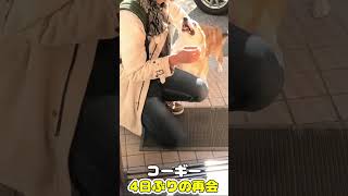 飼い主が大好きすぎるコーギー / 飼い主大好き のサムネイル
