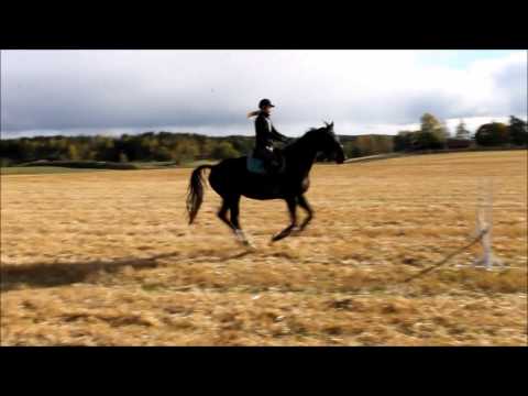 Sprang på jorde// 08.11.16