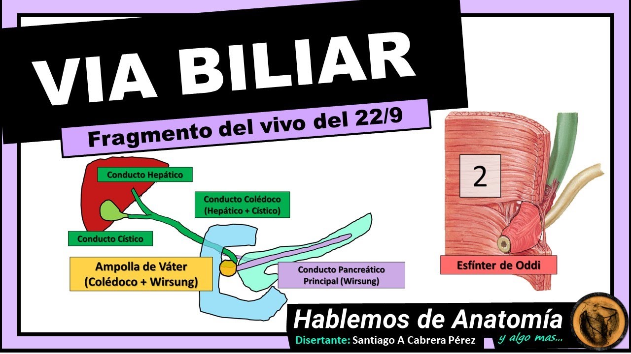 ANATOMIA🔴 VIA BILLIAR 👉 CONDUCTO COLEDOCO 🟩 AMPOLLA DE VATER
