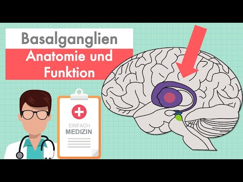 Basalganglien und  Basalganglienschleife einfach erklärt