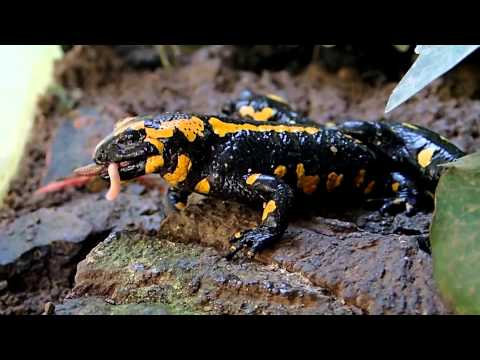 Firesalamander munching many Worms || Feuersalamander mampft einige Würmer