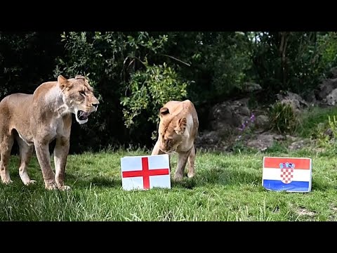 Video Thumbnail: UK lions predict England's World Cup fate