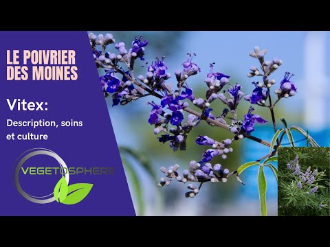 , title : 'Le Vitex, encore appelé Poivrier des Moines, Gatillier , Arbre chaste'