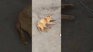ねこ2 #ねこ