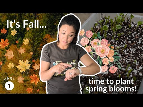Planting Ranunculus and Anemones: Part 1 of 3 | Turbow Farms