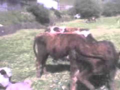 BECERROS NORMANDO - VENTA MAYOR Y AL DETAL