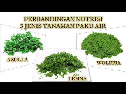Nutritional Comparison between Azolla, Lemna and Wolffia