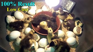 DIY - HOMEMADE INCUBATOR FOR DUCK EGGS | HOW TO MAKE AN EGG INCUBATOR 100% WORKS | YOU CAN DO THIS