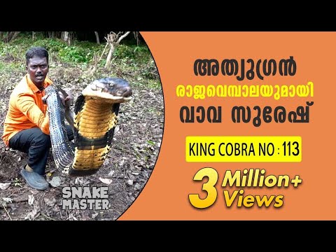 Wow! 13 feet long 113th King Cobra rescued | Vava Suresh | Snake Master | Latest episode