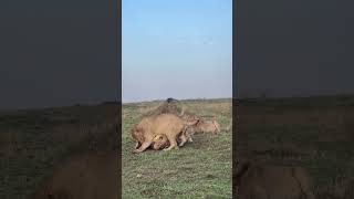 Lions battle over a prized meal, each determined to claim his share