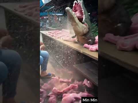 Cute Mexica Plush Dancing Cactus Electric Plush Toy #209