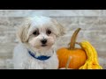 Maltipoo dogs for sale: Boy Ziggie - 0226 - Video 1