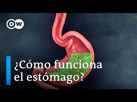 ¿Cómo funciona el estómago?