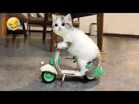 Essayer de ne pas rire meilleurs chiens et chats drôles partie 28