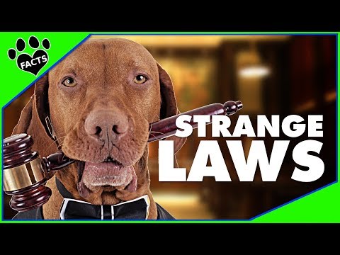 Discover Strange Animal Laws in the United States