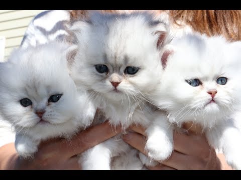 Shaded Silver Persian Kittens - First 5 Weeks