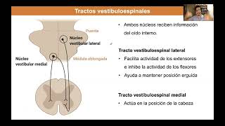 Topic 4. Spinal cord, descending tracts