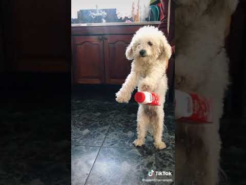 que linda te ves trapeando esperancita tik tok