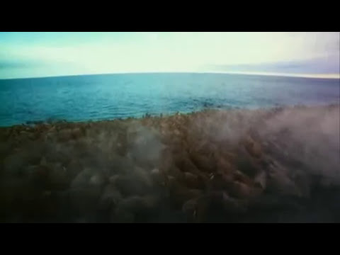 Arctic Tale Motion Picture Soundtrack Trailer. Lyrics
