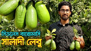 Download lagu বারোমাসি সিডলেস সালাদী লেবু চাষ ঝিনাইদহে | উদ্যোক্তার খোঁজে mp3 Download lagu বারোমাসি সিডলেস সালাদী লেবু চাষ ঝিনাইদহে | উদ্যোক্তার খোঁজে mp3