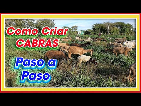 , title : 'Cómo CRIAR Cabras PASO a PASO ǀ Ing. Jannin Hernández Blandón MSc'