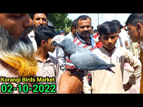 Korangi Birds Market Update 02-10-2022 | Talking Grey Parrot 🦜  Prices ? | Sunday Birds Market
