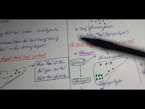 Sinh lý nội tiết 9 - Hoạt động sinh lý của glicocorticóides