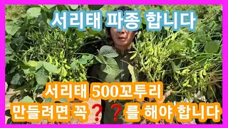 서리태 꼬투리 500개 만들려면 꼭❓️❓️를 해야 합니다 서리태 심는시기,파종시기, 키우기,재배방법  귀농귀…