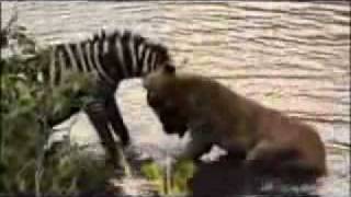 Never Give Up... The Zebra and the Lion