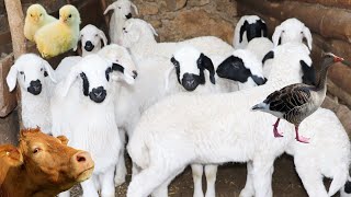 Farm animal documentary, Cow videos in the pasture, duck in the water, sheep, Goat, Chicks
