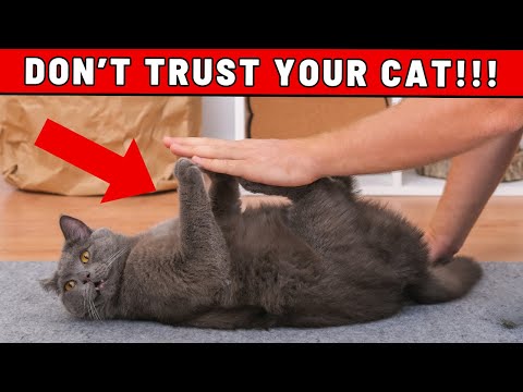 NON fidarti del tuo gatto quando fa questo!