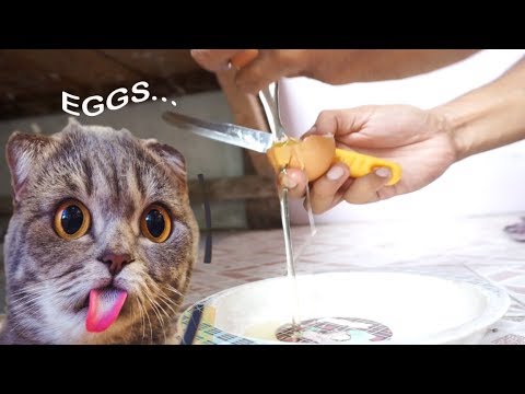 The Time to Feed Egg for Cats