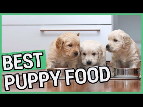 Best Puppy Food | 5 Best Food For Puppies 2021 🐶 ✅
