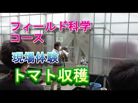 【フィールド科学コース】現場体験（トマト収穫）