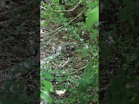 La Serranita, Córdoba: río Anisacate y pozones más tranqui a 50 km #shorts