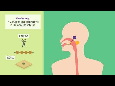 Verdauung beim Menschen einfach erklärt | sofatutor