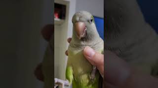 Here comes the sun do do do 🤣😃🎶 #quakerparrot #funnyanimals #singing #parrotsinging